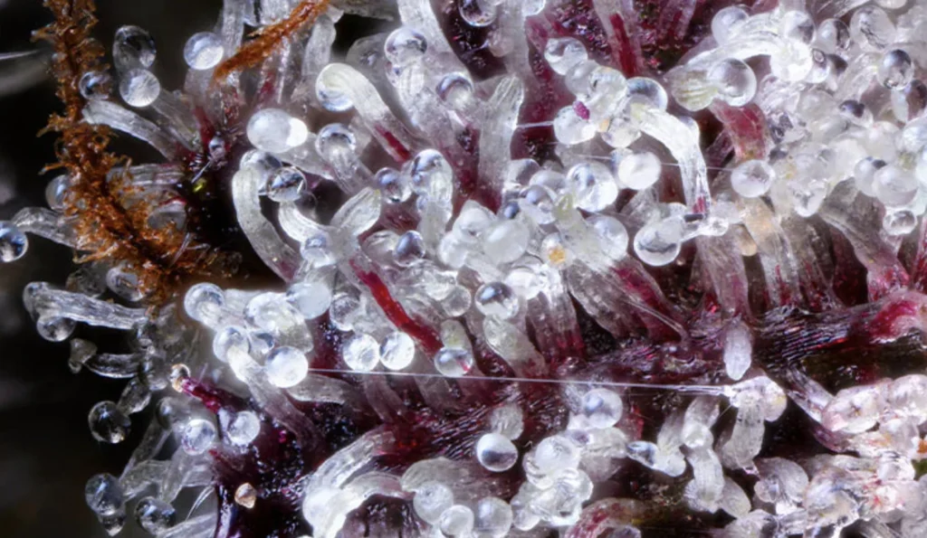 Milky trichomes